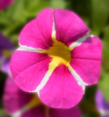197 of 365 Summer Petunia