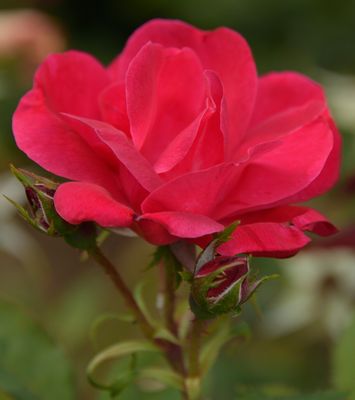 Bright Summer Rose
