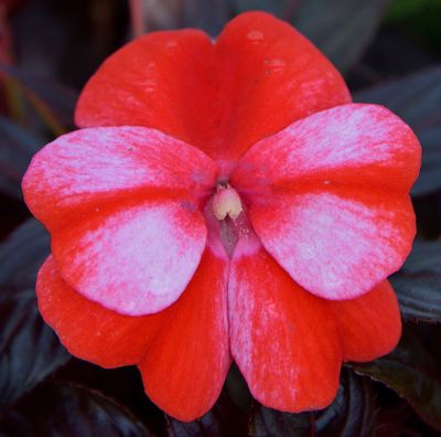 Salmon Pink Petunia