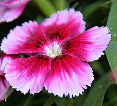202 of 365 Hot Pink Petunia