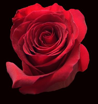 203 of 365 Red Garden Rose