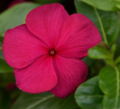 Deep Pink Petunia