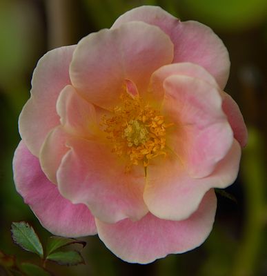 Extremely Pale Pink Rose
