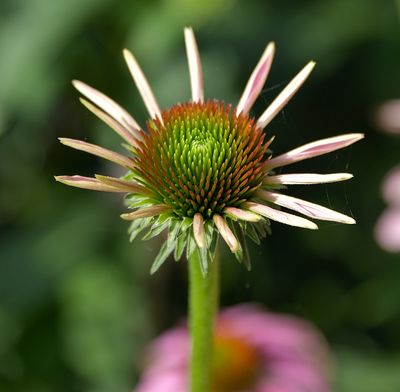 Cone Flower Bloom