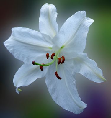 Ivory Day Lily