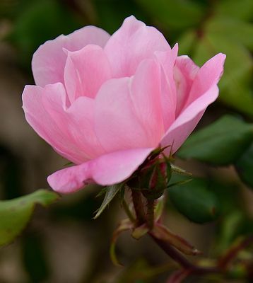 A Summer Garden Rose