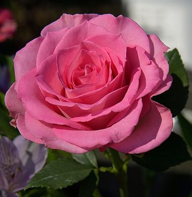 209 of 365 Summer Rose in My Garden