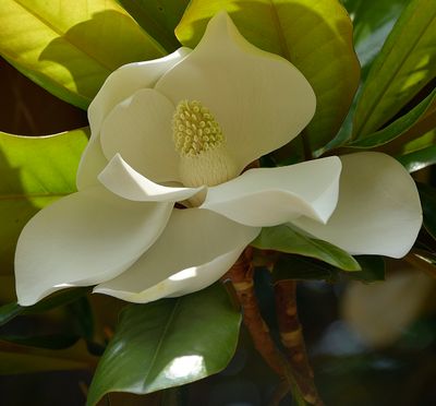 Summer Magnolia Bloom in My Yard