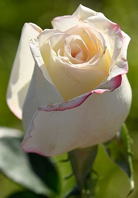 210 of 365 Rose from My Garden