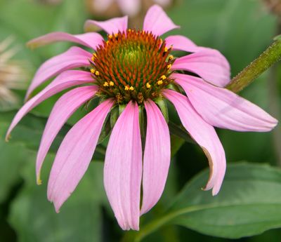 My Summer Cone Flower