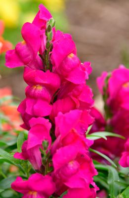 211 of 365 Hot Pink Gladioulas