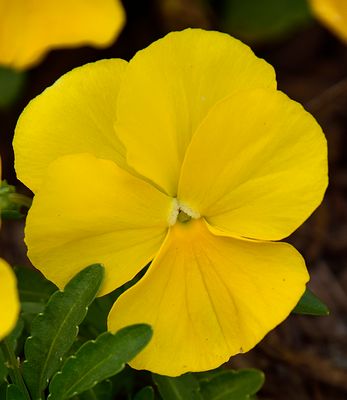 Sunshine Yellow Pansy