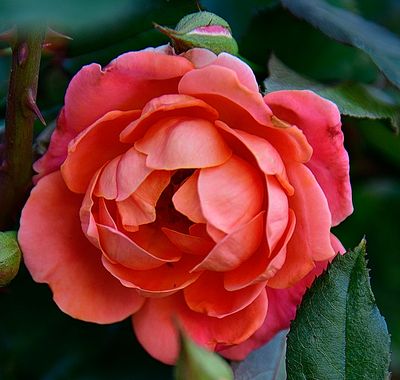 Bright Garden Rose