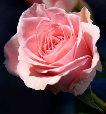 My Pale Pink Garden Rose