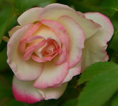 220 of 365 Pastel Garden Rose