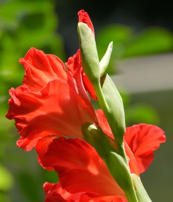 Red Gladiolus Bloom