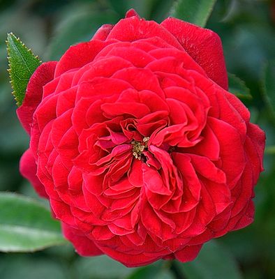 Red Garden Rose