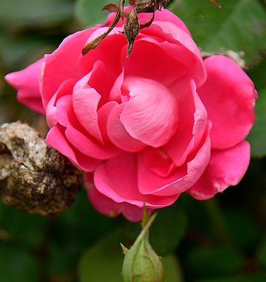 224 of 365 Pink Garden Rose