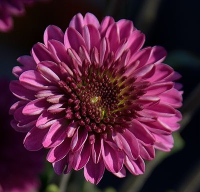 Mulberry Zinnia