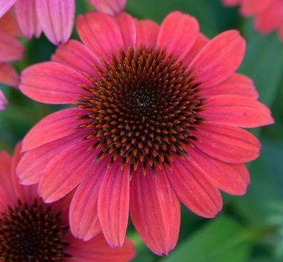 226 of 365 Burgundy Pink Cone Flower