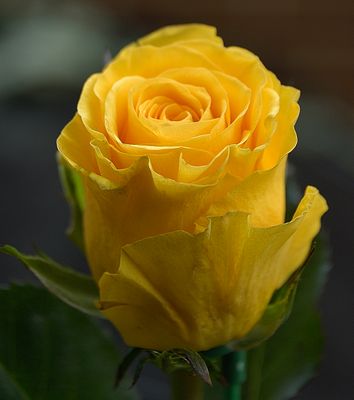 227 of 365 Yellow Garden Rose