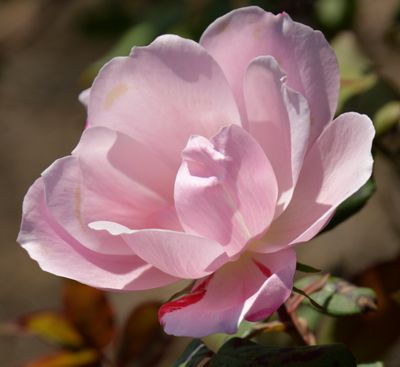 228 of 365 Bright Garden Rose