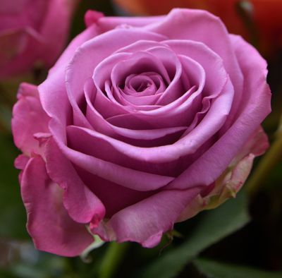 Lavender Garden Rose