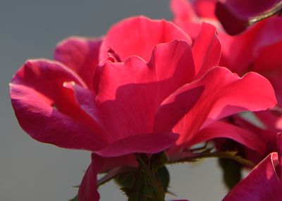 Pink Sunlit Rose