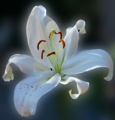 236 of 365 Ivory Day Lily