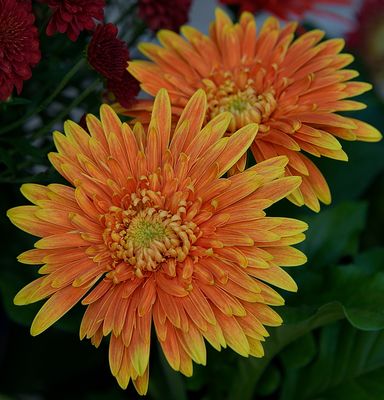 Light Orange Gebera