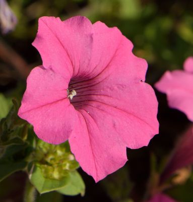 237 of 365 Light Pink Petunia