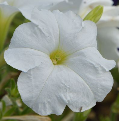 238 of 365 Snow White Petunia