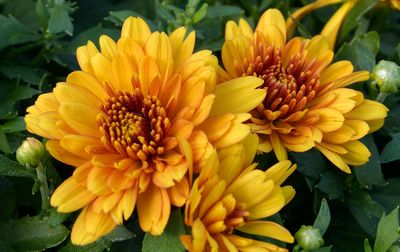 240 of 365 Golden Dahlia Pair