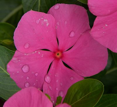 243 of 365 Pink Petunia in the Rain
