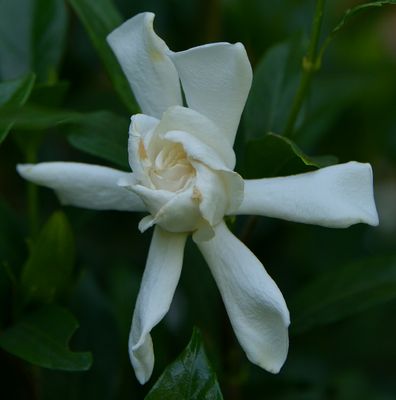 Ivory White Gardenia