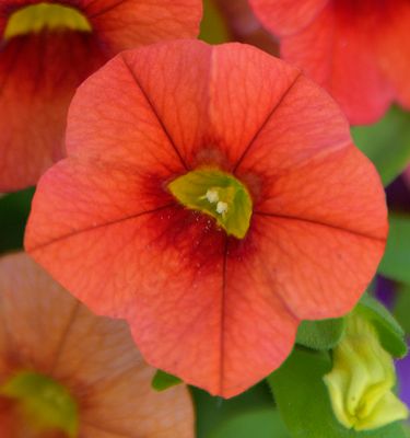 Apricot Orange Petunia