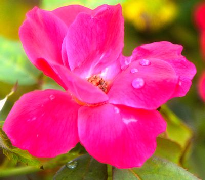 252 of 365 Fresh Pink Garden Rose