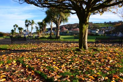 Autumn Colours