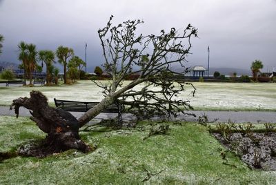 Storm Eowyn Damage