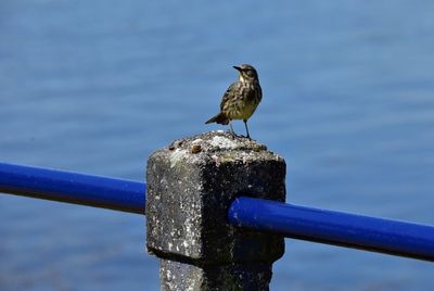 Wildlife/Animals