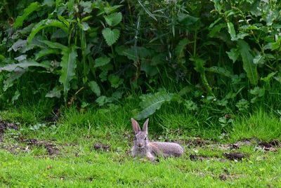 Wildlife/Animals