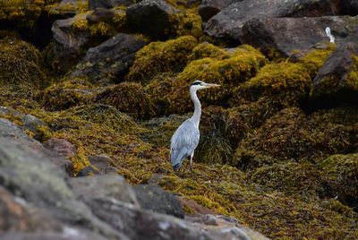 Wildlife/Animals