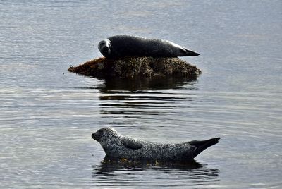 Wildlife/Animals