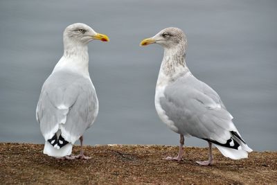 Wildlife/Animals