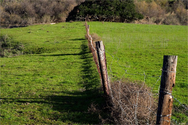 Tumbleweed Catcher