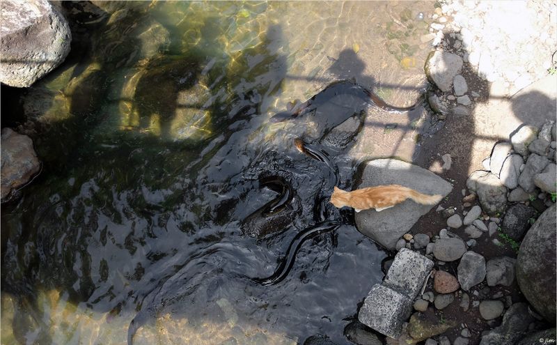 Watching the River Eels