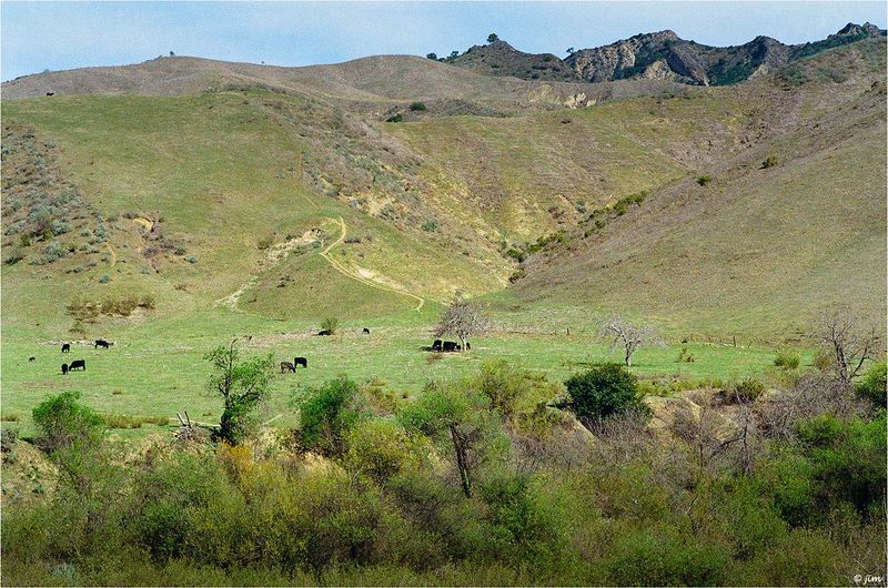 Cattle Country Series