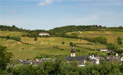 Neat and Orderly German Vineyards