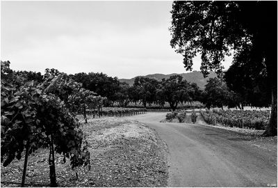 Sonoma Vineyard