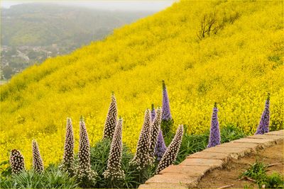 California Gold